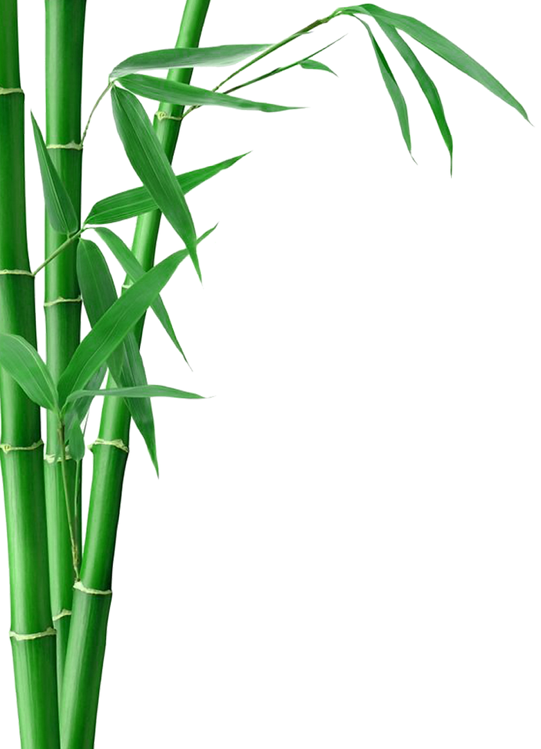 favpng_bamboo-forest-fargesia-murielae-bamboo-textile-bamboo-charcoal.png