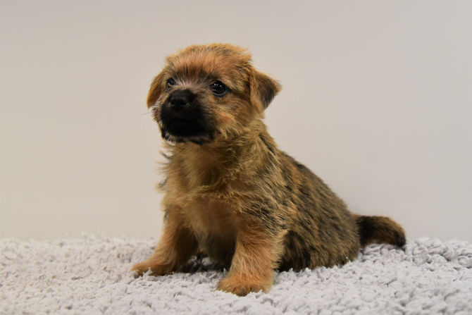 Hundekinder  6 Wochen alt (BB Sunnyboy x Ch BB Violetta)