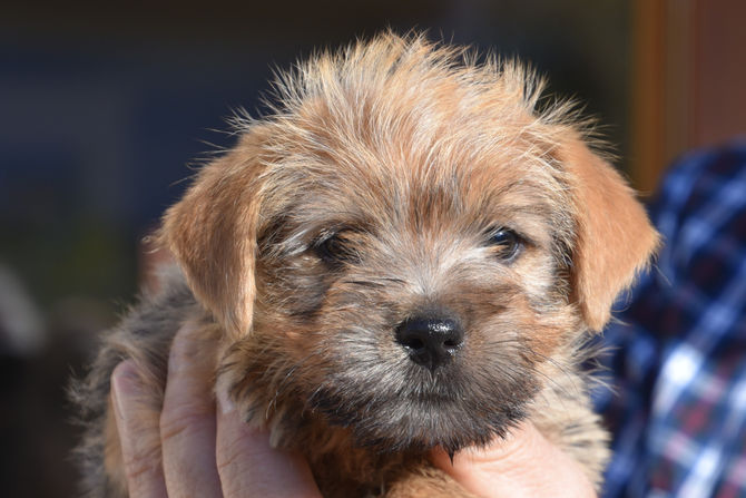 Bellas Welpen 7,5 Wochen alt