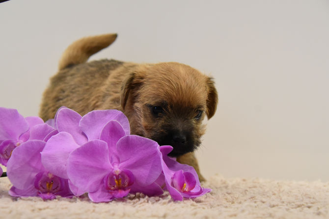 Hundekinder 5 Wochen alt