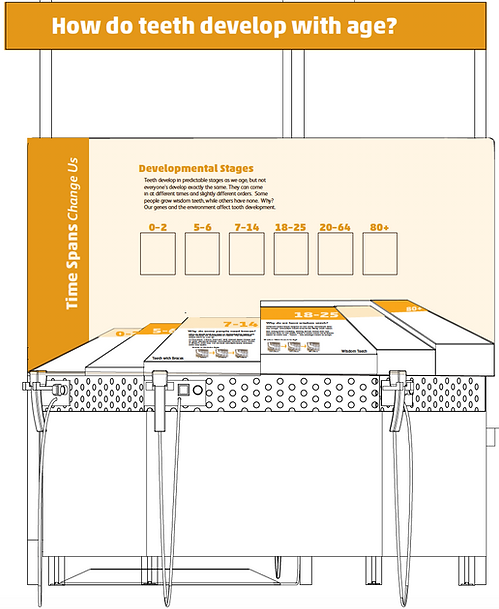Teeth Display Design