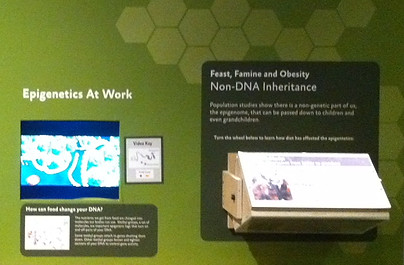 DNA Wall Prototype