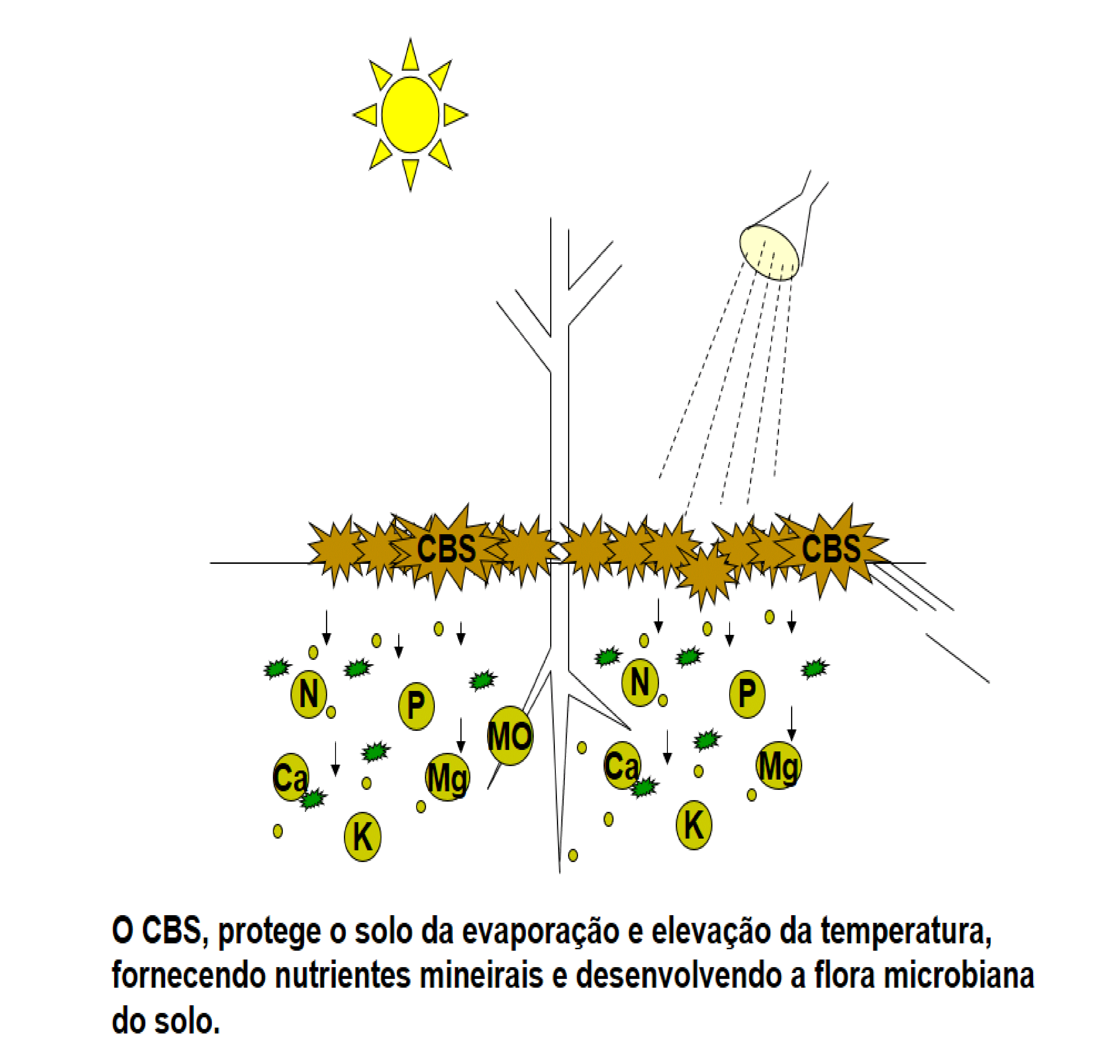 EXPORTAÇÃO DE COGUMELOS - Exporta Fácil - Correios - Zootecnista Carlos Abe Cogumelo Agaricus blazei
