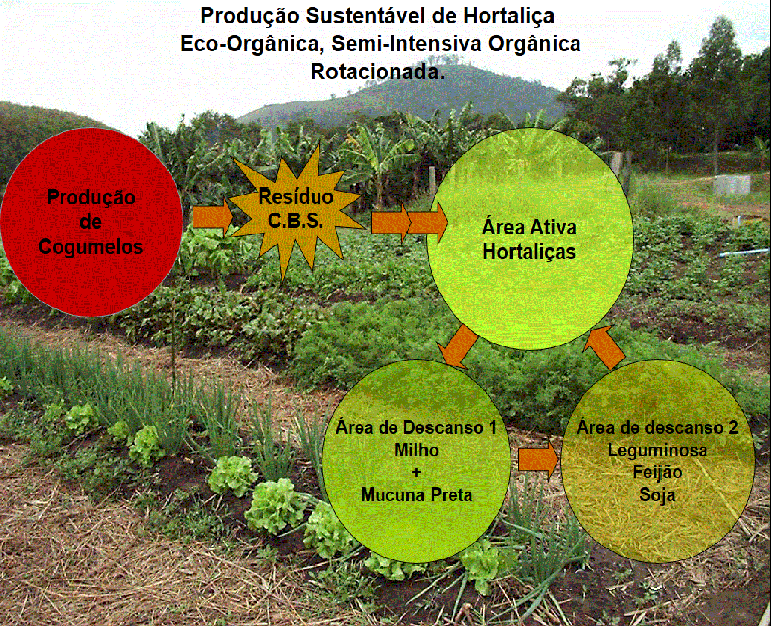 horta organica.gif