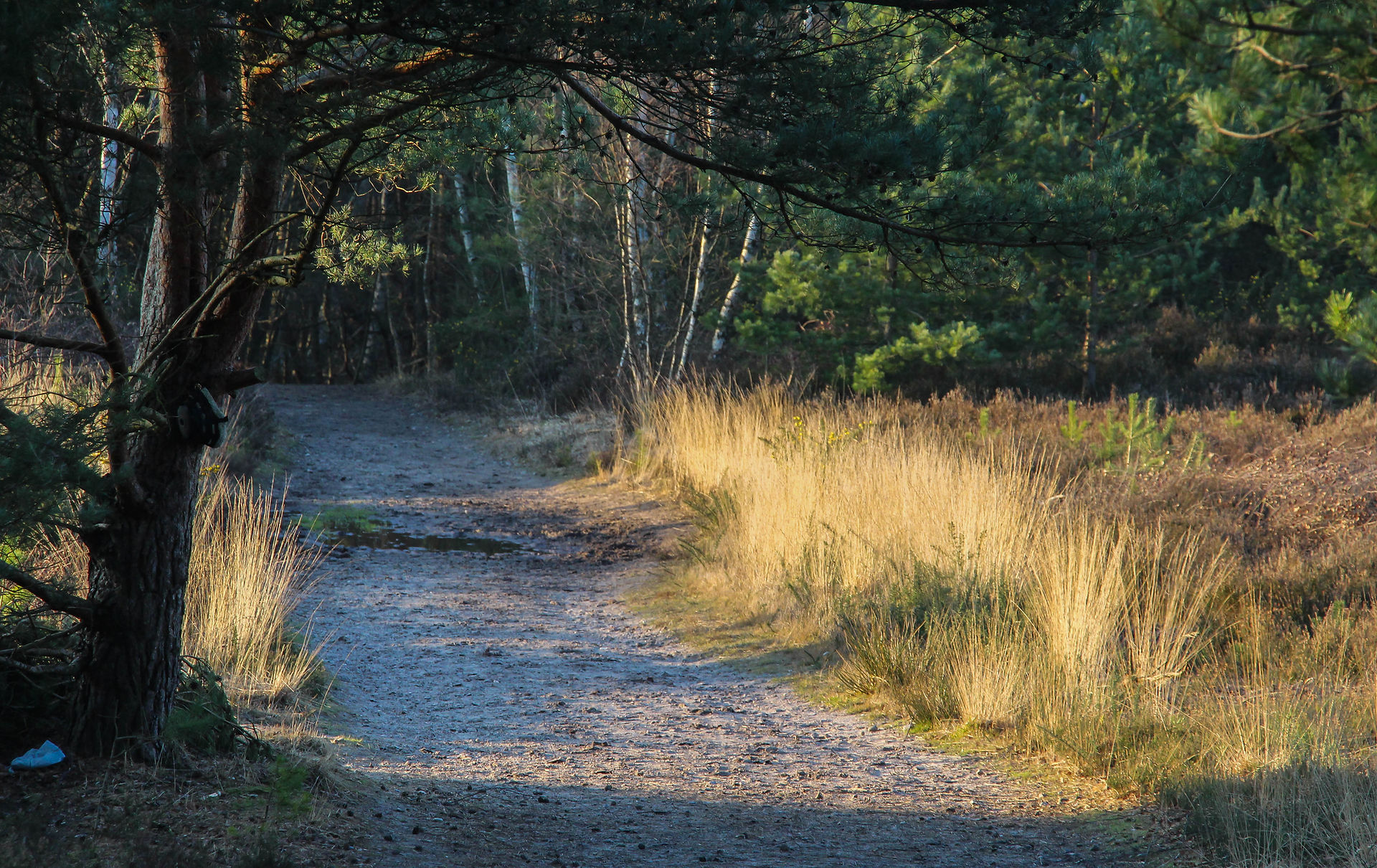 Chobham Common