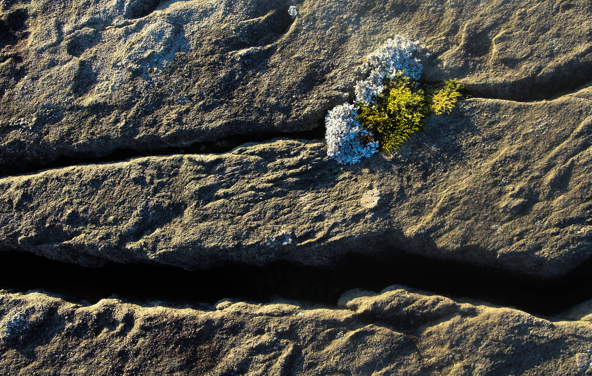Rock detail, Rhinogs