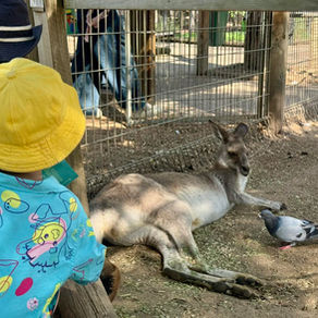 มาเที่ยวสวนสัตว์ Featherdale กันครับ