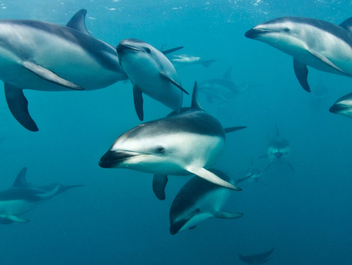 dolphin-encounter.jpeg