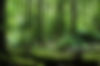Huon Pine Walk Lush.JPG