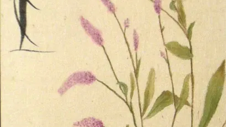 「ははこぐさ・83」（タデ）