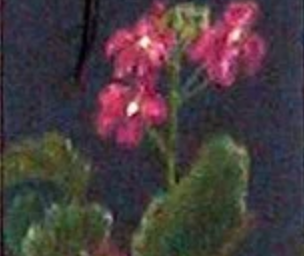 「ははこぐさ　23」（さくら草）