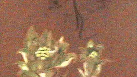 「ははこぐさ　21」（蕗の薹）