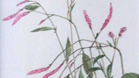 「ははこぐさ40」（タデ）