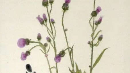 「ははこぐさ89」（きつねのあざみ）