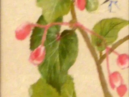 「ははこぐさ66 」（秋海棠）