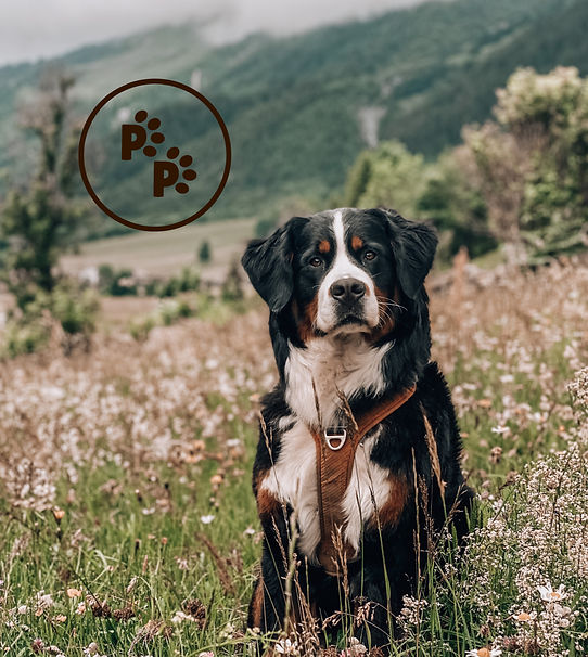 Les Petites Pattes final-06_edited.jpg