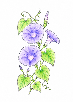 あさがお_color_1x1.4.png
