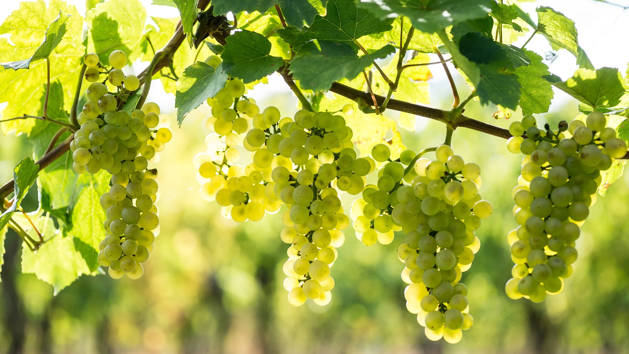 pinot-blanc-380-1-2.webp