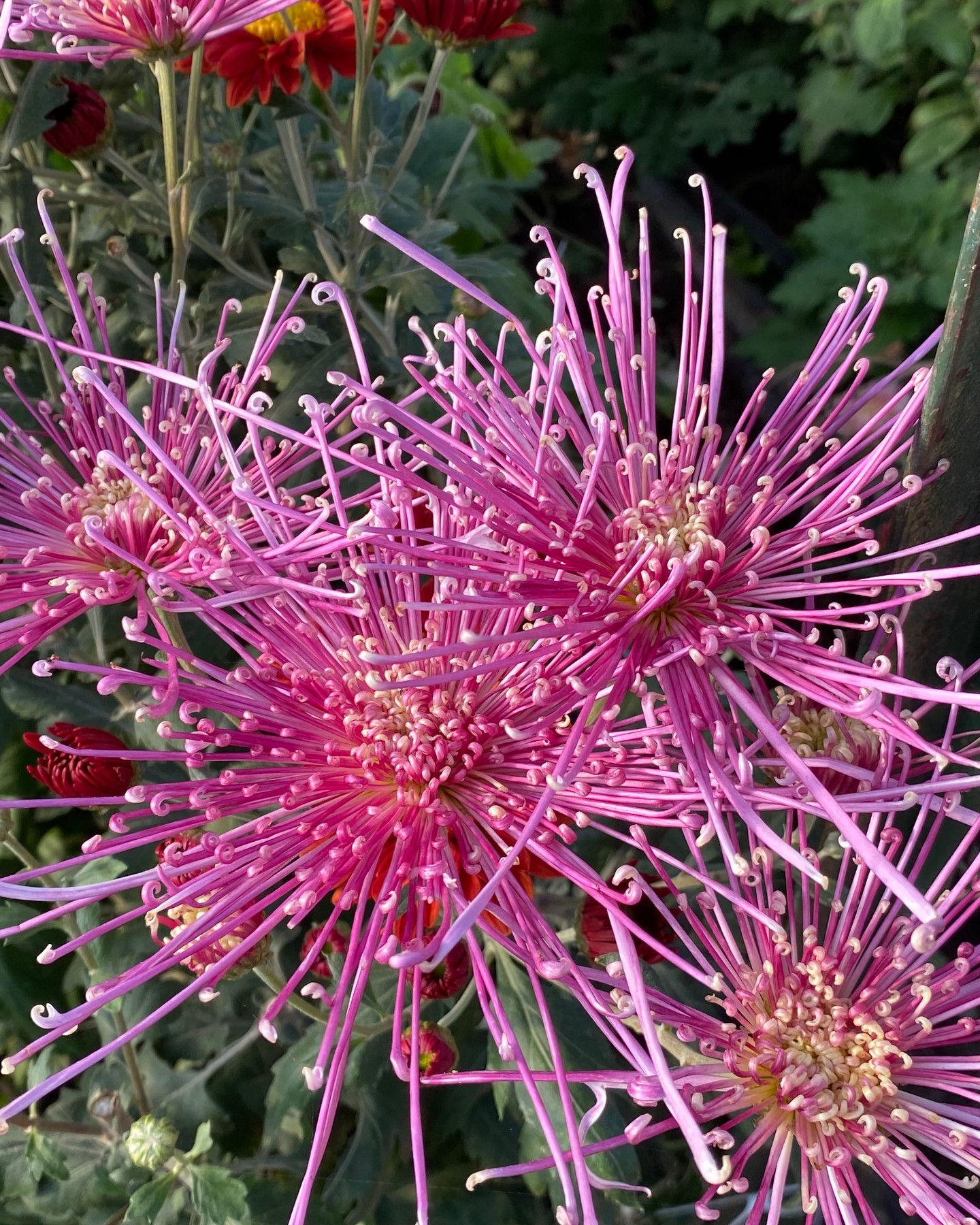 2026 CSA Season 6 Flower Subscription