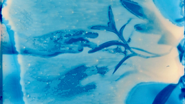 OUT OF THE BLUE: how to set up a cyanotype practice on any budget