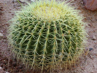 Caring Barrel Cactus in the Garden