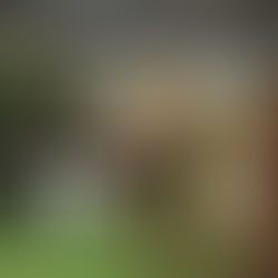 picture of cat sleeping in their catio