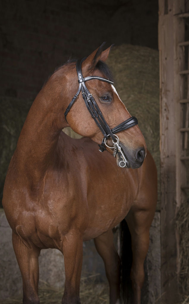 Norton PRO, kandarträns