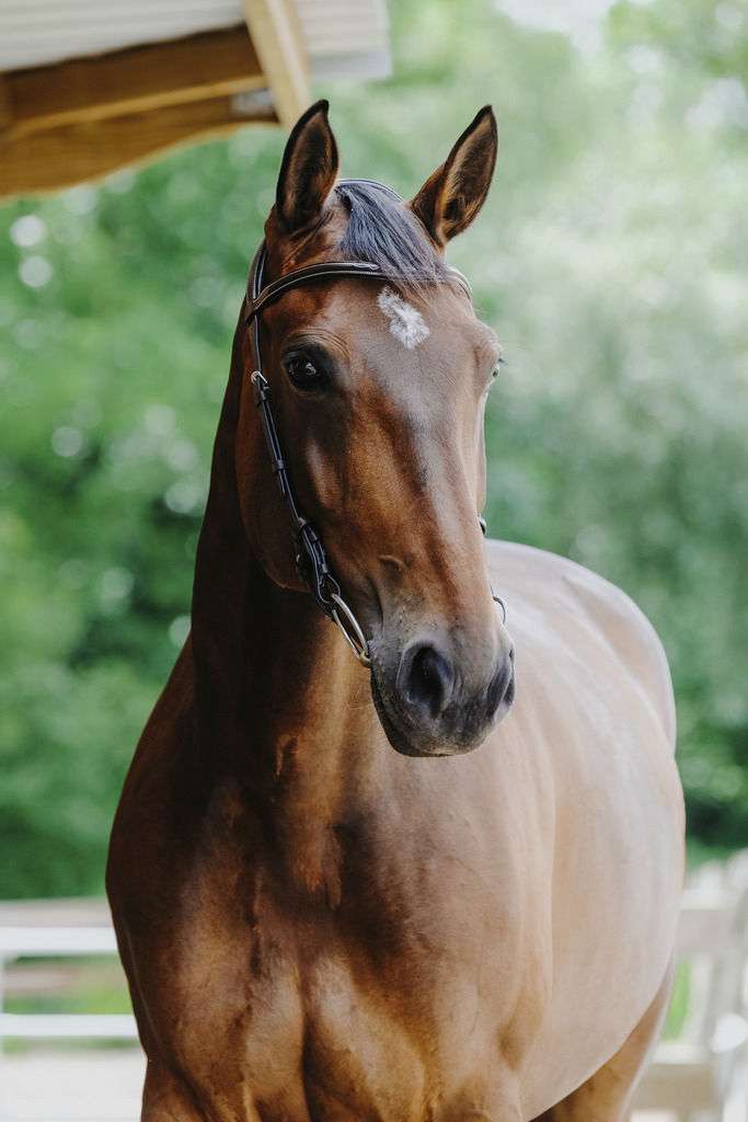 Miniatyrbild: Norton, freedom, träns/huvudlag utan nosgrimma & käkrem