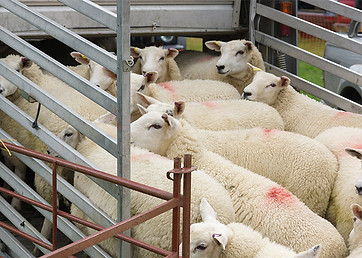 Animal-transport-short-journey-courses.jpg