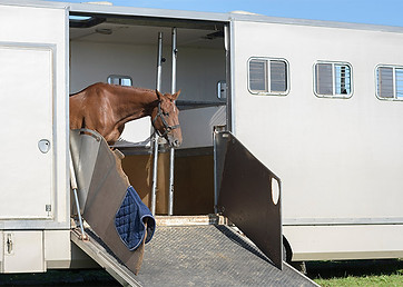 Animal-transport-long-journey-courses.jpg