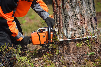 Chainsaw-fell-process-over-380mm-courses.jpg