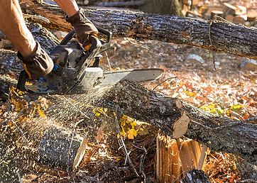 Chainsaw-maintenance-crosscut-fell-courses.jpg