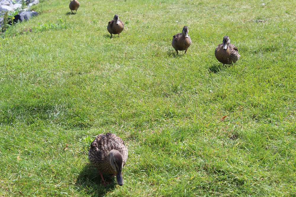 Barrie Ducks