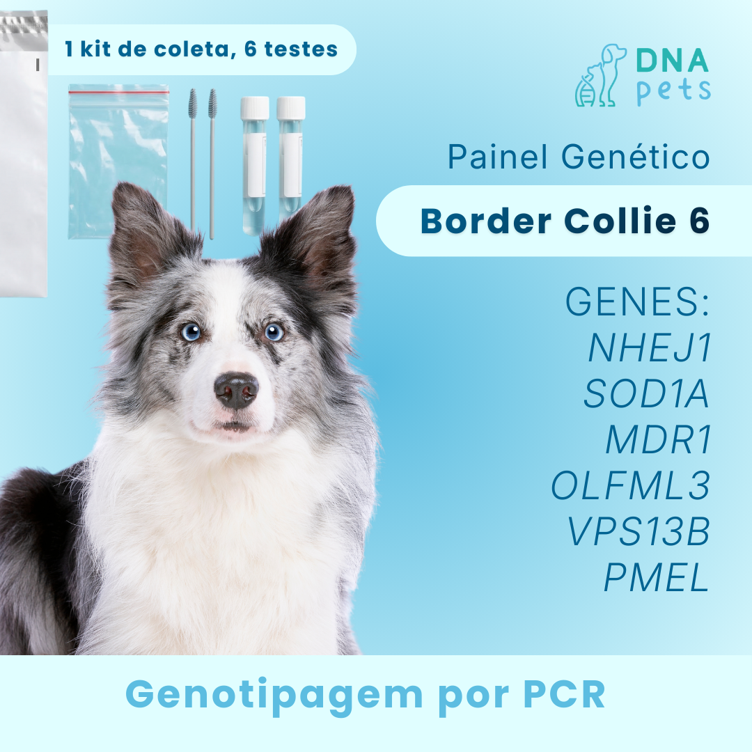 Painel Collie 6 (CEA, MD, MDR1, Glaucoma, TNS, Merle)