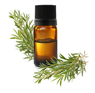 Huile essentielle de Tea Tree