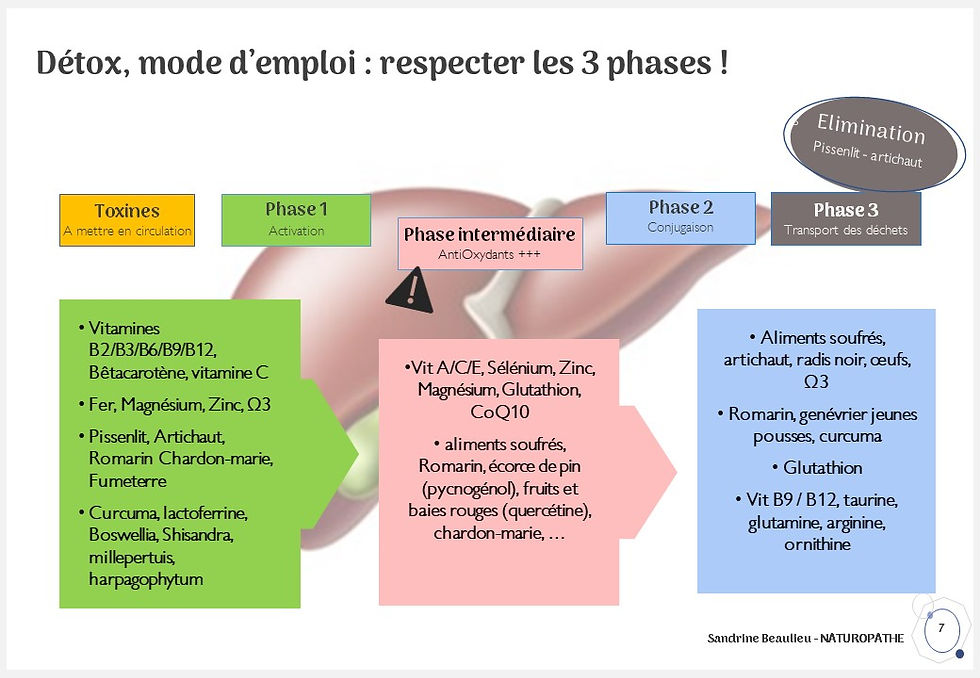 Trois phases de la détoxification hépathique
