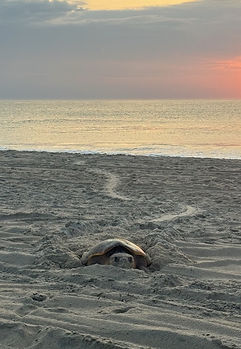 turtle laying eggs_edited.jpg