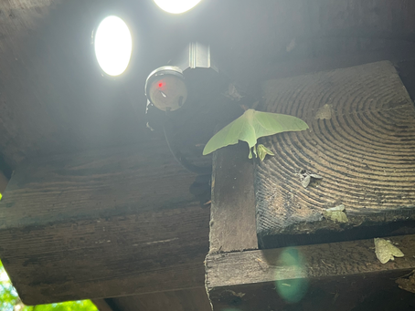 かわいいいたずら