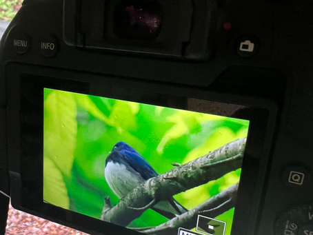 508 昨日のアカショウビン