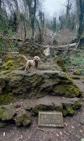 Wishing Seat - The Landslip
The Eversley. Isle of Wight
Ventnor
Dog friendly accommodation