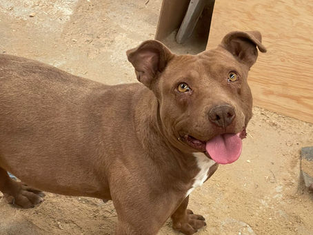 EL RESCATE DE RAMONA, UNA HISTORIA DE ESPERANZA Y AMOR INCONDICIONAL