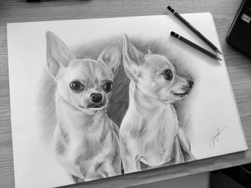 Lyijykynäpiirustus kahdesta chihuahuasta