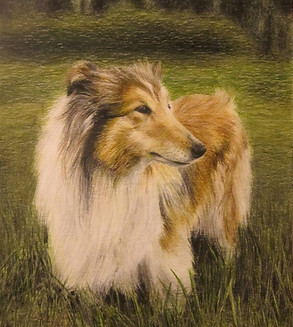 Värikynäpiirustus Collie