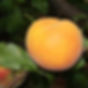 BABYGOLD 6