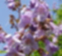 Blauglockenbaum