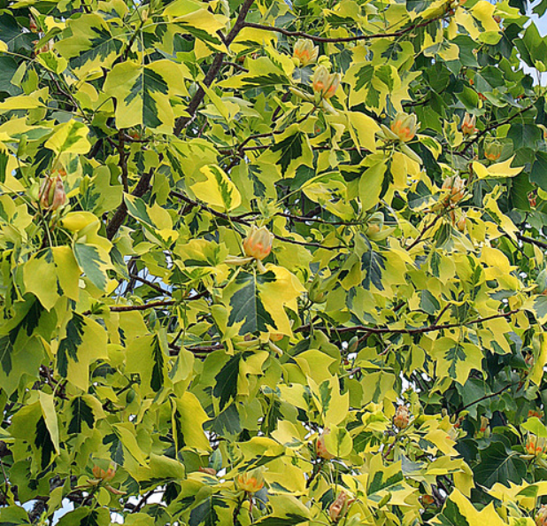 Tulpenbaum gelb-bunt
