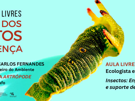 O MUNDO DOS INSECTOS EM QUERENÇA