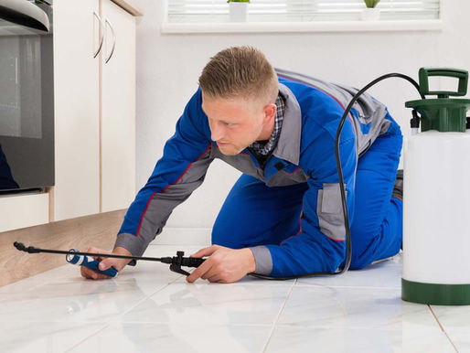 🥇 Dedetizando o apartamento: cuidados tomar