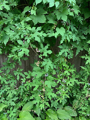IMG_4203.jpeg