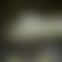 Four Seasons Tented Camp Golden Triangle Review: Luxury Jungle Expedition Experience